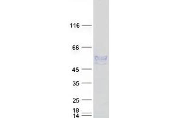 ENPP6 Proteins