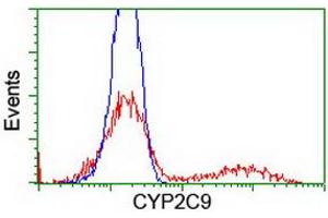 Image no. 3 for anti-Cytochrome P450, Family 2, Subfamily C, Polypeptide 9 (CYP2C9) antibody (ABIN1497725) (CYP2C9 anticorps)