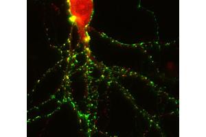 Immunostaining of a rat hippocampus neuron with anti-homer 3 (dilution 1 : 250; red) and anti-synapsin 1 (, dilution 1 : 500 green). (HOMER3 anticorps  (AA 1-177))