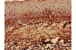 Immunohistochemistry of paraffin-embedded human tonsil tissue using ABIN7155625 at dilution of 1:100 (HLA-C anticorps  (AA 25-308))