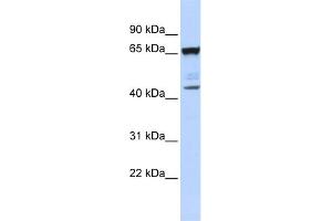 WB Suggested Anti-SCML4 Antibody Titration:  0.