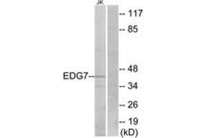 Western blot analysis of extracts from Jurkat cells, using EDG7 Antibody. (LPAR3 anticorps  (AA 111-160))