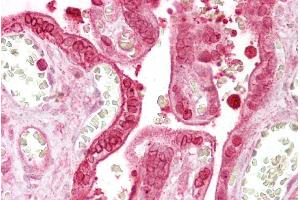 Immunohistochemistry with Placenta tissue at an antibody concentration of 5µg/ml using anti-ANXA1 antibody (ARP36569_P050)