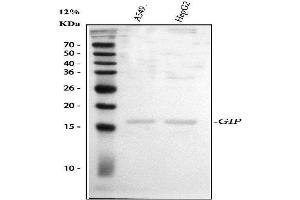 Western blot analysis of GIP using anti-GIP antibody (ABIN4886602). (GIP anticorps  (AA 52-93))