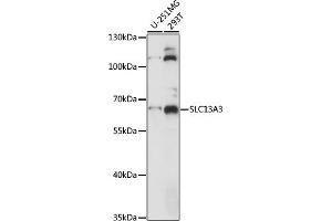 Western blot analysis of extracts of various cell lines, using SLC13 antibody (ABIN7270401) at 1:1000 dilution. (SLC13A3 anticorps  (AA 160-240))