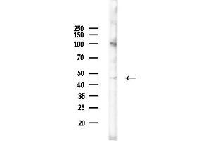 anti-Smith-Magenis Syndrome Chromosome Region, Candidate 7-Like (SMCR7L) (Internal Region) antibody