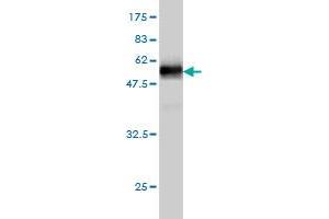 Western Blot detection against Immunogen (49.