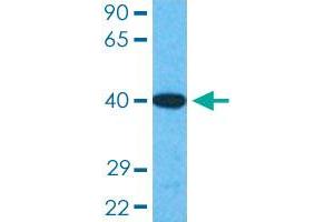 SOX18 antibody  (AA 271-320)