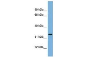 Image no. 1 for anti-Peroxisomal Biogenesis Factor 11 alpha (PEX11A) (AA 35-84) antibody (ABIN6744824) (PEX11A anticorps  (AA 35-84))