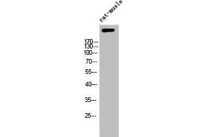 Western Blot analysis of RAT-MUSCLE cells using APC Polyclonal Antibody