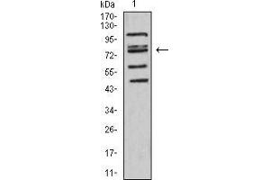 Western blot analysis using FOXP2 mouse mAb against HepG2 (1) cell lysate. (FOXP2 anticorps  (AA 641-740))