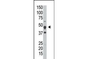 Antibody is used in Western blot to detect DUSP6 in HeLa cell lysate. (DUSP6 anticorps  (AA 58-89))