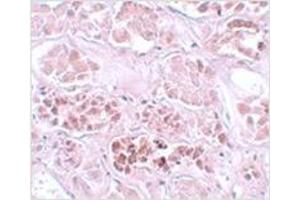 Immunohistochemistry of SCRN1 in human kidney tissue with SCRN1 antibody at 5 μg/ml.