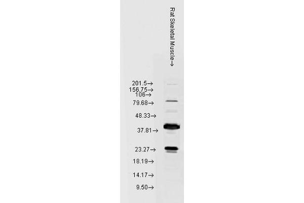 HSPB8 Antikörper  (Atto 390)