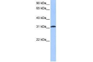 WB Suggested Anti-ATF1 Antibody Titration:  0. (AFT1 anticorps  (Middle Region))