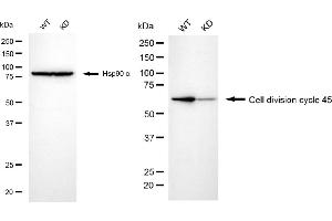 Western blotting analysis using cell division cycle 45 antibody (ABIN7798015). (Recombinant CDC45 anticorps)