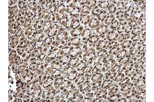 IHC-P Image Histone H1. (Histone H1.3 anticorps  (Center))