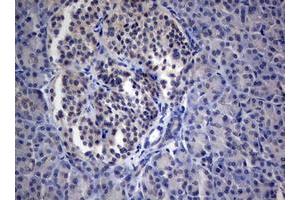 Image no. 1 for anti-Paternally Expressed 3 (PEG3) (AA 1-364) antibody (ABIN1490765)