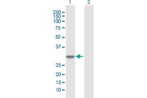 Western Blot analysis of COASY expression in transfected 293T cell line by COASY MaxPab polyclonal antibody.