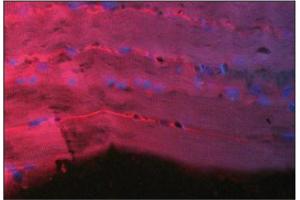 Immunofluorescence image of Thymosin 134 staining in paraffn section of hu- man heart. (TMSB4X anticorps  (AA 1-11))