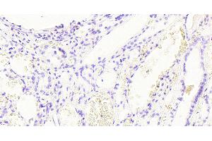 ABIN185240 Negative Control showing staining of paraffin embedded Human Kidney, with no primary antibody. (GAPDH anticorps  (C-Term))