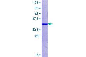 Image no. 1 for Piwi-Like 1 (PIWIL1) (AA 431-541) protein (GST tag) (ABIN1315191)