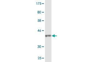 Western Blot detection against Immunogen (36.