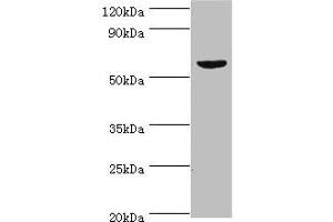 Western blot All lanes: KMO antibody at 10 μg/mL + Mouse heart tissue Secondary Goat polyclonal to rabbit IgG at 1/10000 dilution Predicted band size: 56, 55, 52 kDa Observed band size: 56 kDa (KMO anticorps  (AA 1-260))