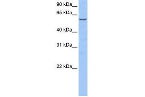 WB Suggested Anti-STK39 Antibody Titration: 0. (STK39 anticorps  (C-Term))