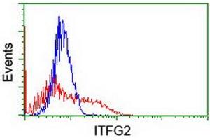 HEK293T cells transfected with either RC200818 overexpress plasmid (Red) or empty vector control plasmid (Blue) were immunostained by anti-ITFG2 antibody (ABIN2454677), and then analyzed by flow cytometry. (ITFG2 anticorps)
