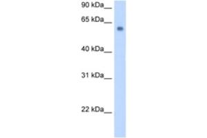 Western Blotting (WB) image for anti-Solute Carrier Family 1 (Glutamate/Neutral Amino Acid Transporter), Member 4 (SLC1A4) antibody (ABIN2462738) (SLC1A4 anticorps)