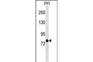 Western blot analysis in 293 cell line lysates (35ug/lane). (Kv1.4 anticorps  (C-Term))