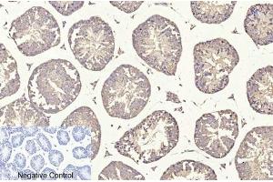Immunohistochemical analysis of paraffin-embedded mouse testis tissue.