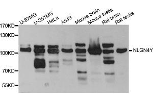 Western blot analysis of extracts of various cell lines, using NLGN4Y antibody (ABIN5972567) at 1/1000 dilution. (Neuroligin Y anticorps)
