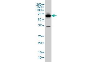 PCK1 antibody  (AA 1-622)