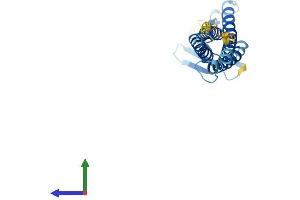 AlphaFold protein structure predicition of Mouse Recombinant Cldn4 Protein, UniprotID O35054