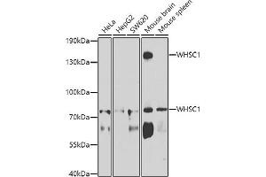 Western blot analysis of extracts of various cell lines, using WHSC1 antibody (ABIN6128925, ABIN6150213, ABIN6150214 and ABIN6223939) at 1:1000 dilution. (WHSC1 anticorps  (AA 1-240))