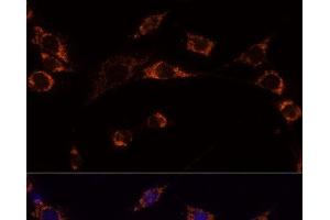 Immunofluorescence analysis of NIH-3T3 cells using PRDX3 Polyclonal Antibody at dilution of 1:100 (40x lens). (Peroxiredoxin 3 anticorps)