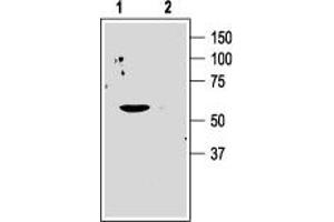 Western blot analysis of human Jurkat T cells: - 1.
