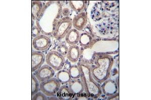 RN Antibody (C-term) (ABIN656797 and ABIN2846016) immunohistochemistry analysis in formalin fixed and paraffin embedded human kidney tissue followed by peroxidase conjugation of the secondary antibody and DAB staining. (RNF180 anticorps  (C-Term))