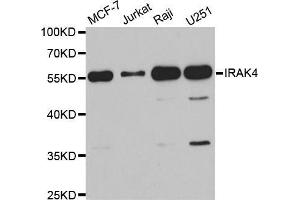 Western blot analysis of extracts of various cell lines, using IRAK4 antibody. (IRAK4 anticorps  (AA 1-220))