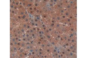 IHC-P analysis of liver tissue, with DAB staining. (EED anticorps  (AA 142-441))