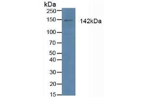 Figure. (APAF1 anticorps  (AA 31-350))
