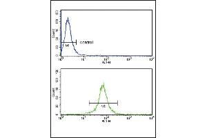 KIR2DL4 Antibody (C-term) (ABIN652985 and ABIN2842625) flow cytometry analysis of MDA-M cells (bottom histogram) compared to a negative control cell (top histogram).
