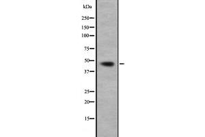 Western blot analysis of GNA13 expression in HepG2 cell lysate,The lane on the left is treated with the antigen-specific peptide. (GNA13 anticorps  (N-Term))