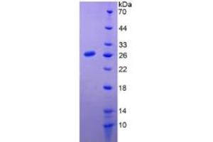 SDS-PAGE of Protein Standard from the Kit  (Highly purified E.