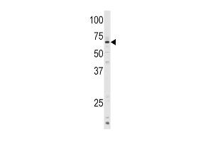 Western blot analysis of anti-CYP1A1 Antibody (C-term) (ABIN392526 and ABIN2842081) in mouse lung tissue lysates (35 μg/lane).