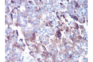 Immunohistochemical analysis of paraffin-embedded pancreas tissues using CTSD mouse mAb with DAB staining.