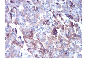 Immunohistochemical analysis of paraffin-embedded pancreas tissues using CTSD mouse mAb with DAB staining. (Cathepsin D anticorps  (AA 1-100))