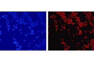 Immunofluorescence analysis of 293T cells using TriMethyl-Histone H3-K79 Polyclonal Antibody (Histone 3 anticorps  (3meLys79))